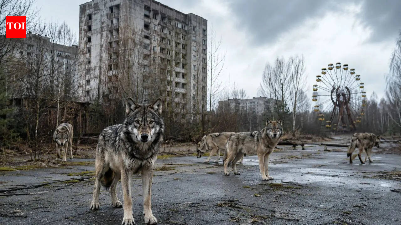 In 1986 Chernobyl was evacuated and today wolves have returned to dominate the radiation exclusion zone in an unexpected wildlife recovery |