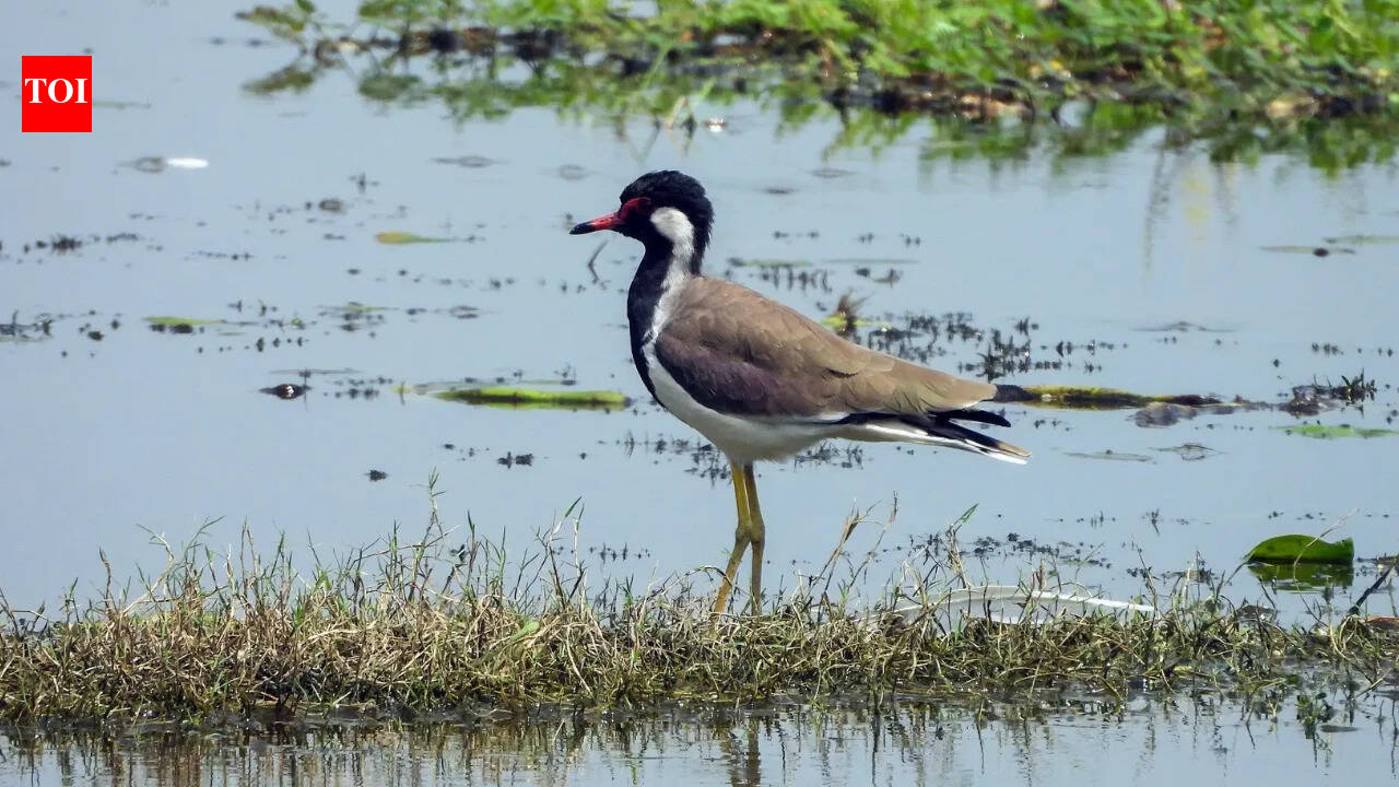India’s 100th wetland, Surha Tal of Balia, enters the global list of Ramsar site | India News