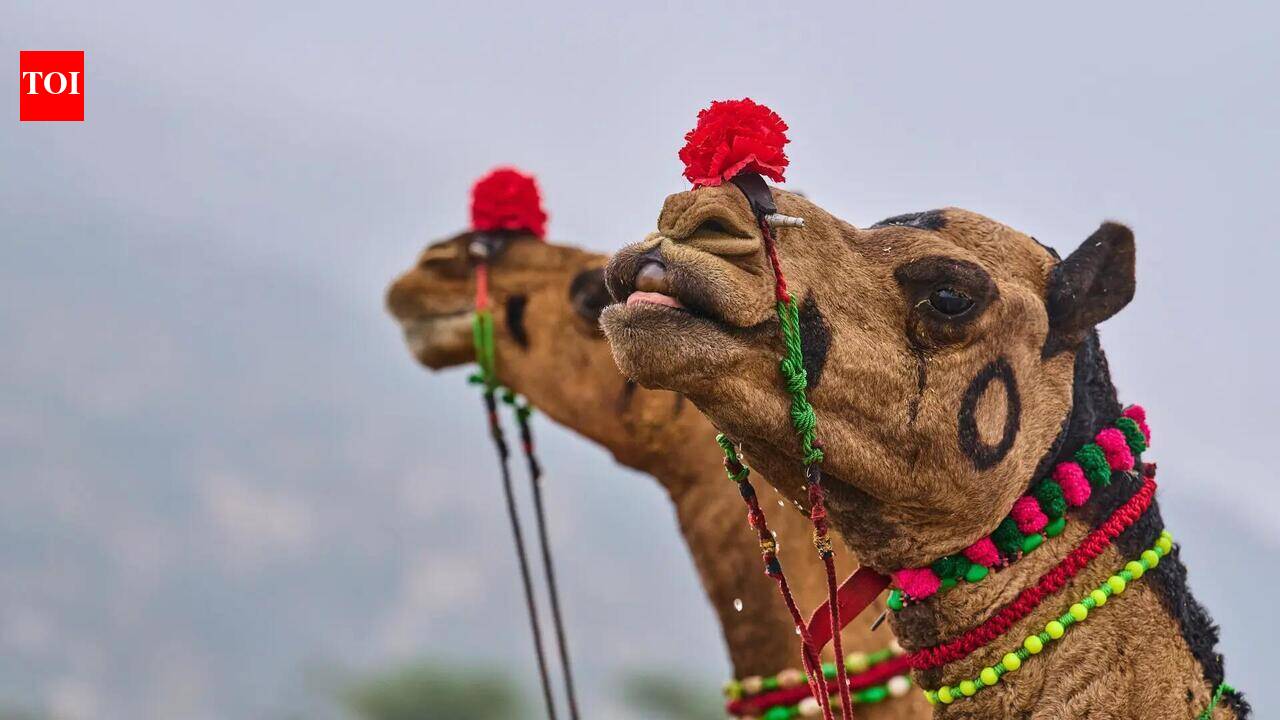 Kashmir camel seized over Eid ‘slaughter’ claim, owner hoofs it to court | India News
