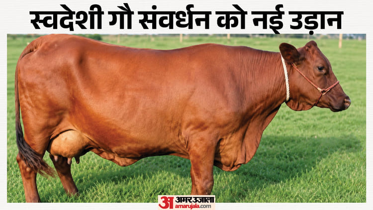 Up:सरकार ने वृंदावनी-फ्रिजवल को दी स्वदेशी योजना में एंट्री, ये गाय रोज देती हैं 40 लीटर दूध; जानें खासियत – Up: Government Includes ‘vrindavani-frieswal’ In Indigenous Breed Scheme; These Cows Yield 40 Liters Of Milk D