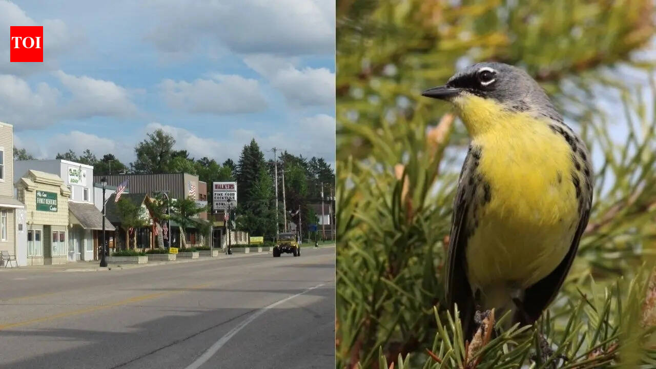 Wildlife miracle: Tiny Michigan town saved an entire bird species and rewrote conservation history |