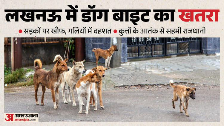 कुत्तों के साये में राजधानी:हर गली में खतरा, हर मोड़ पर डर; हर दिन 200 को काट रहे, बच्चों पर सबसे बड़ी आफत – More Than 200 People Are Falling Victim To Dog Bites Every Day In Lucknow