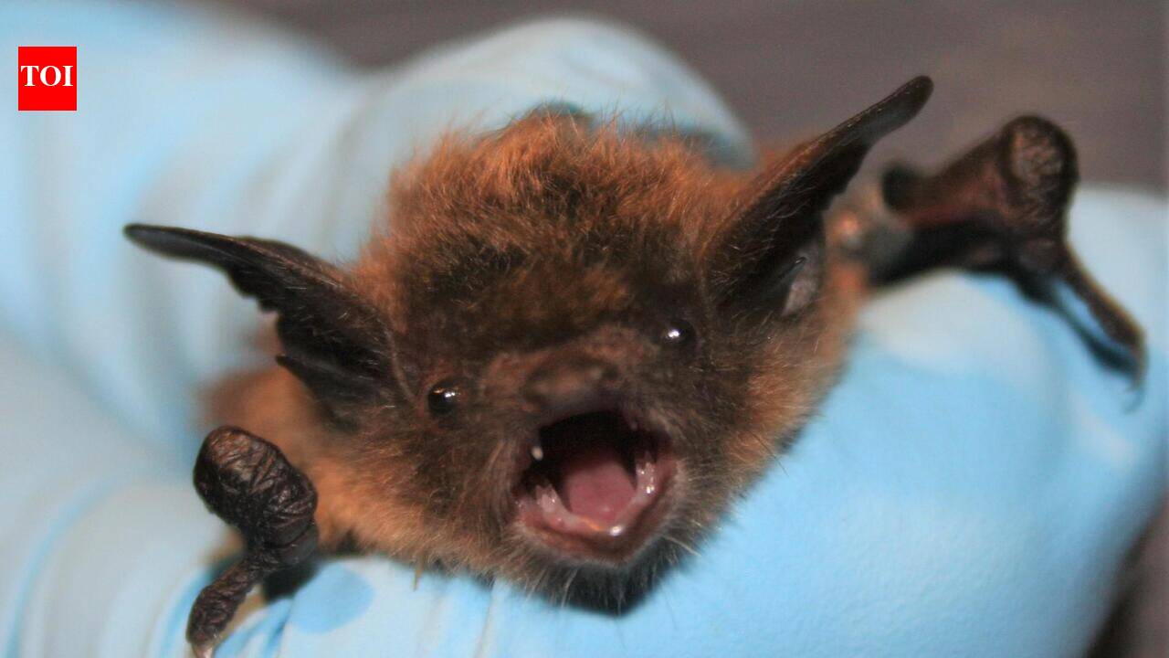 Bat on his face, no visible bite: 11-year-old Canadian boy dies of rabies weeks later | World News
