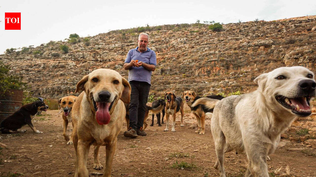 Houssein Hamze’s rescued dog pulled him from bed moments before a bomb struck in 2006; when war returned, he refused to leave Lebanon’s abandoned animals | World News