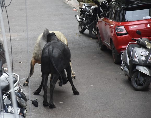 Lucknow News: सड़क पर आवारा पशुओं का आतंक