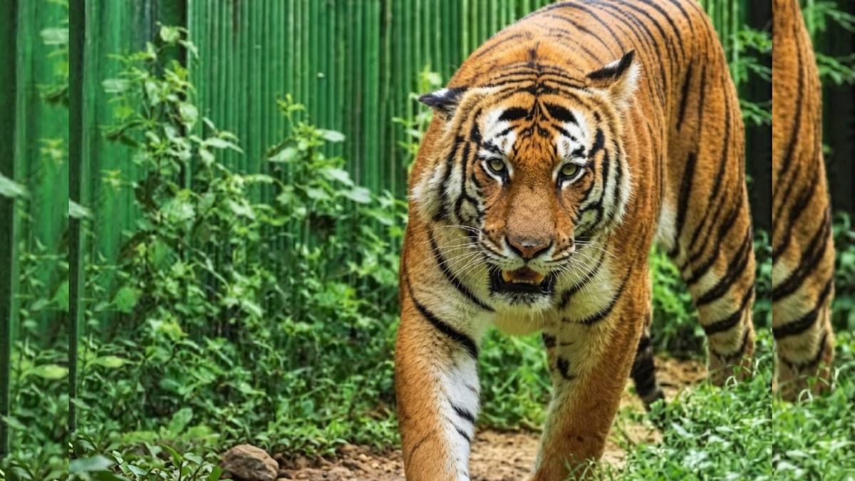 Lucknow:आठ इंसानों की जान लेने वाले छेदीलाल को हुई थी ‘उम्रकैद’, लोगों का घर से निकलना हो गया था मुश्किल – World Tiger Day: Chedilal, Who Claimed The Lives Of Eight People, Was Sentenced To Life Imprisonment.
