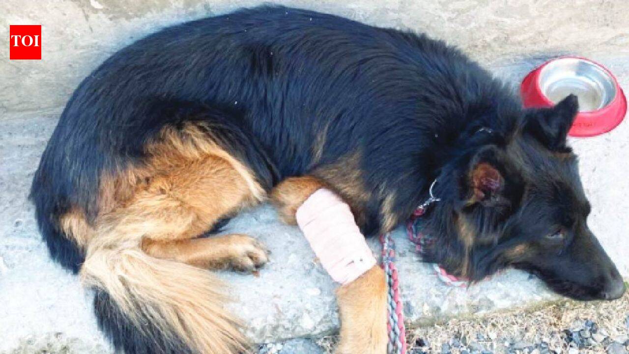 Army dog Tsyon that helped forces track 3 terrorists in J&K, shot in leg by ultras during op gets President I-Day honour