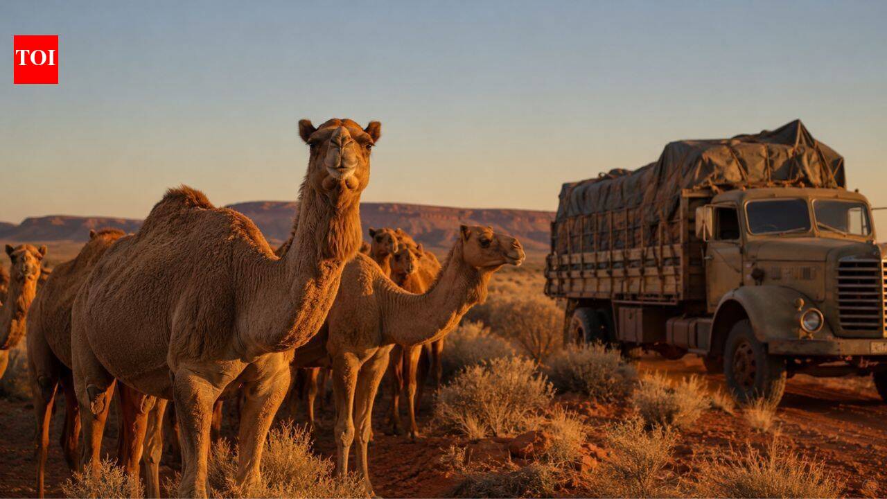 Australia’s feral camels were abandoned when trucks replaced them. More than a century later, their isolation is attracting Gulf breeders