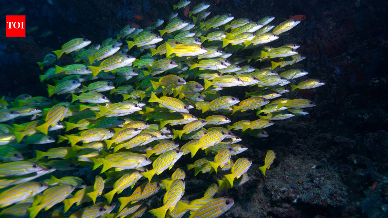 In 1869, the Suez Canal connected the Red Sea to the Mediterranean; over 150 years later, 120 fish species have crossed and scientists predict the next three