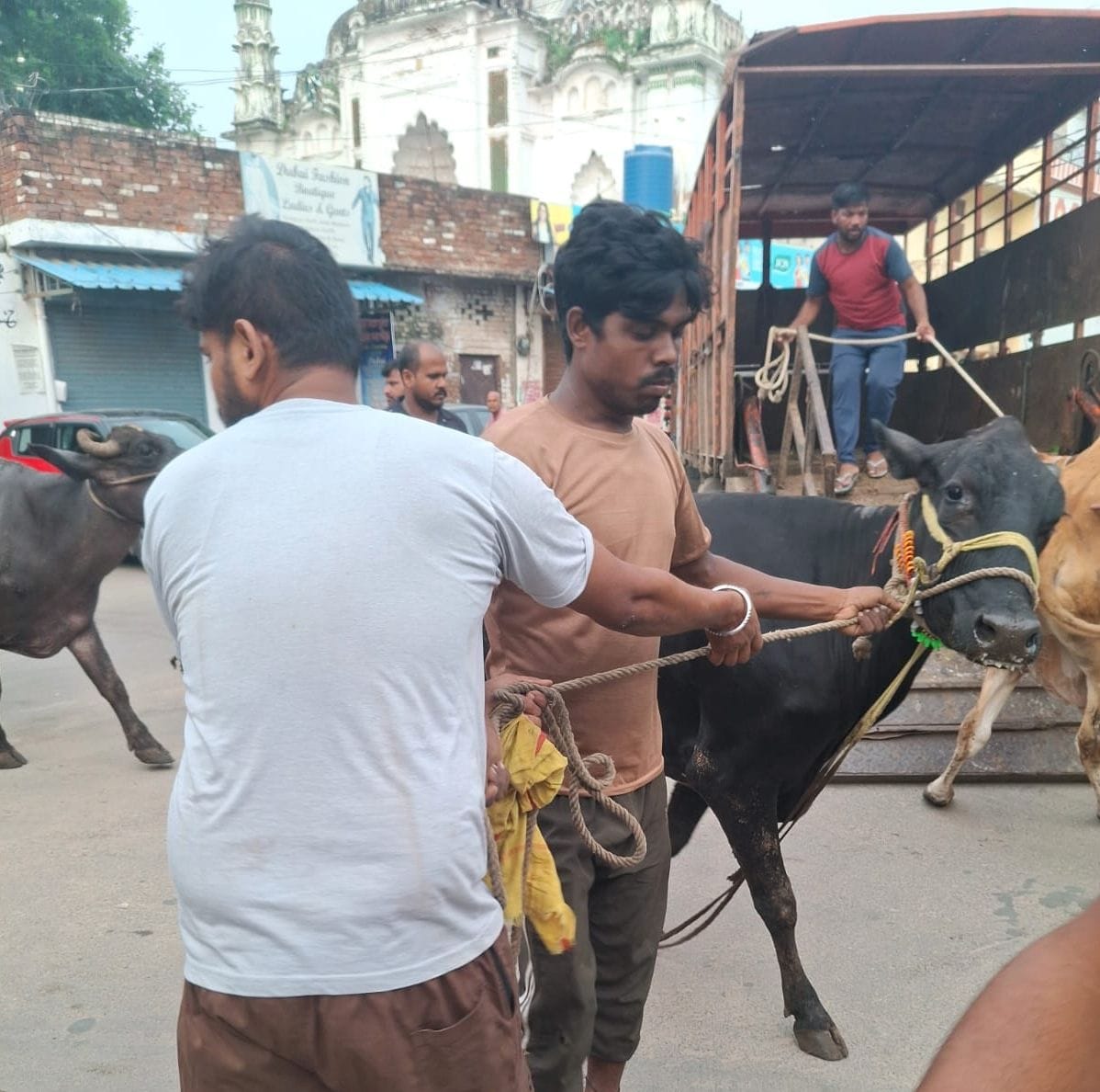Lucknow News:विरोध के बीच नगर निगम ने 32 पशु पकड़े – The Municipal Corporation Rounded Up 32 Animals Amidst Protests