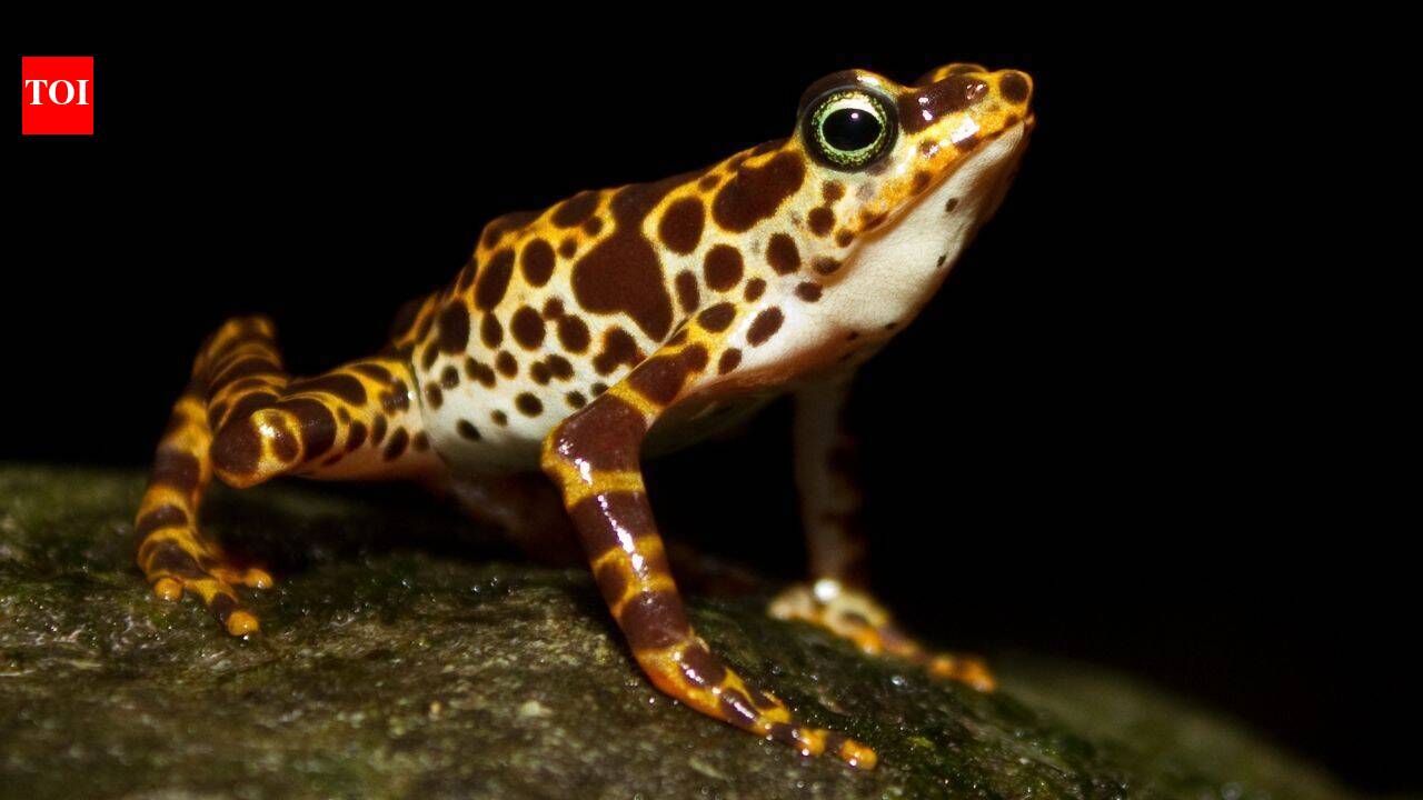 South American frogs are losing their poisonous skin which keeps them safe from predators: Scientists reveal how they could get it back |