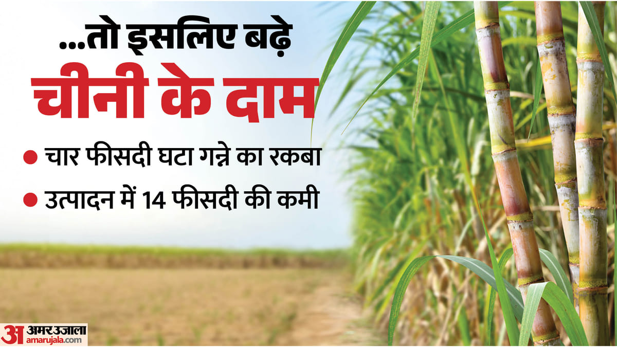 चीनी के दाम बढ़ने का मुख्य कारण:यूपी में गन्ने की खेती से किसानों का मोहभंग, मक्का-धान की ओर बढ़ा रुझान – Reduction In Sugarcane Cultivation Area And Decline In Production In Up Also Reasons For Rise In Sugar Prices