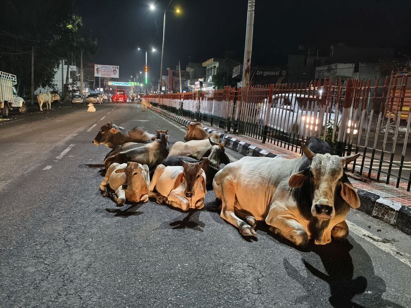 यूपी:प्रदेश में गौ रक्षा के अभियान में जोड़े जाएंगे जेनजी, गांव-गांव में तैयार किए जाएंगे 10 हजार गौ मित्र – Up: Genjis Will Be Added To The Cow Protection Campaign In The State, 10,000 Cow Friends Will Be Created In Ev