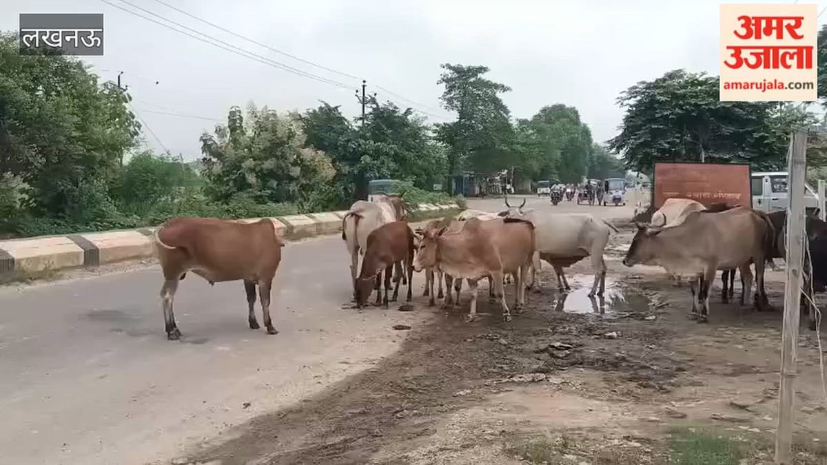 लखनऊ में बेहटा चौकी के पास सड़क किनारे आवारा पशुओं का डेरा
