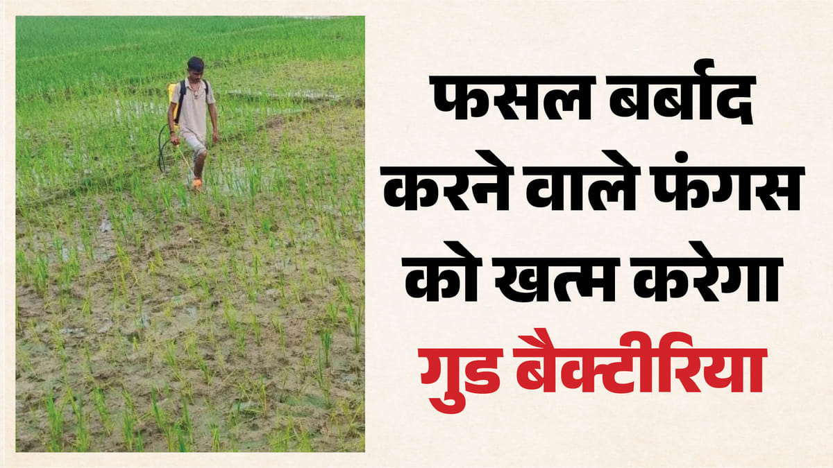 शोध:फफूंदजनित बीमारी रोकने के लिए एनबीआरआई के वैज्ञानिकों ने खोजा जैविक तरीका, किसानों को होगा फायदा – Beneficial Bacteria Will Eliminate Crop-destroying Fungus.