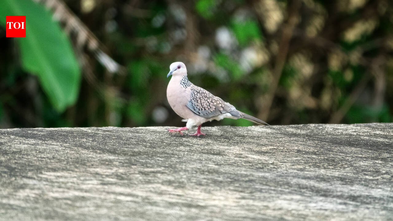 Britain’s turtle doves lost 98% of their population since the 1960s; in 2026, conservationists released 30 birds and one began laying eggs