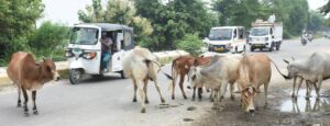 Lucknow News:एक जगह जमीन नहीं, अटकी कैटल कॉलोनी – Cattle Colony Project Stalled Due To Lack Of A Single, Consolidated Land Site