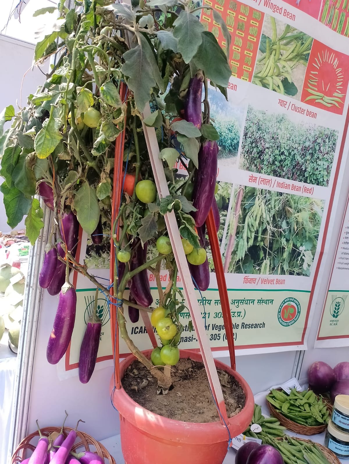 Lucknow News:एक ही पौधे में बैंगन और टमाटर, छिक्कल समेत खाइए हरी मटर – Eggplant And Tomato In The Same Plant, Eat Green Peas With Peel