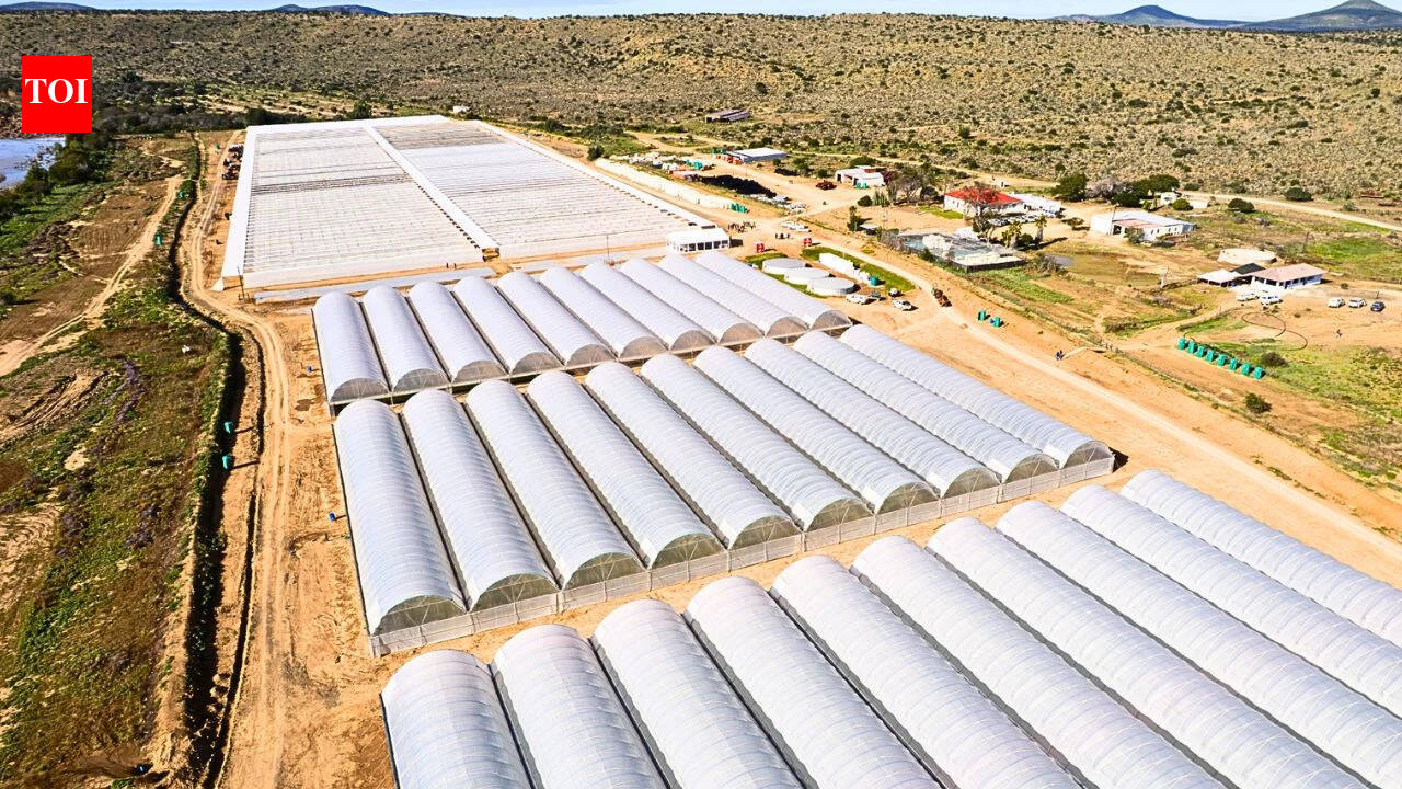 South Africa’s degraded Eastern Cape is getting 180 million spekboom plants; the restoration project is expected to create 11,000 jobs | World News