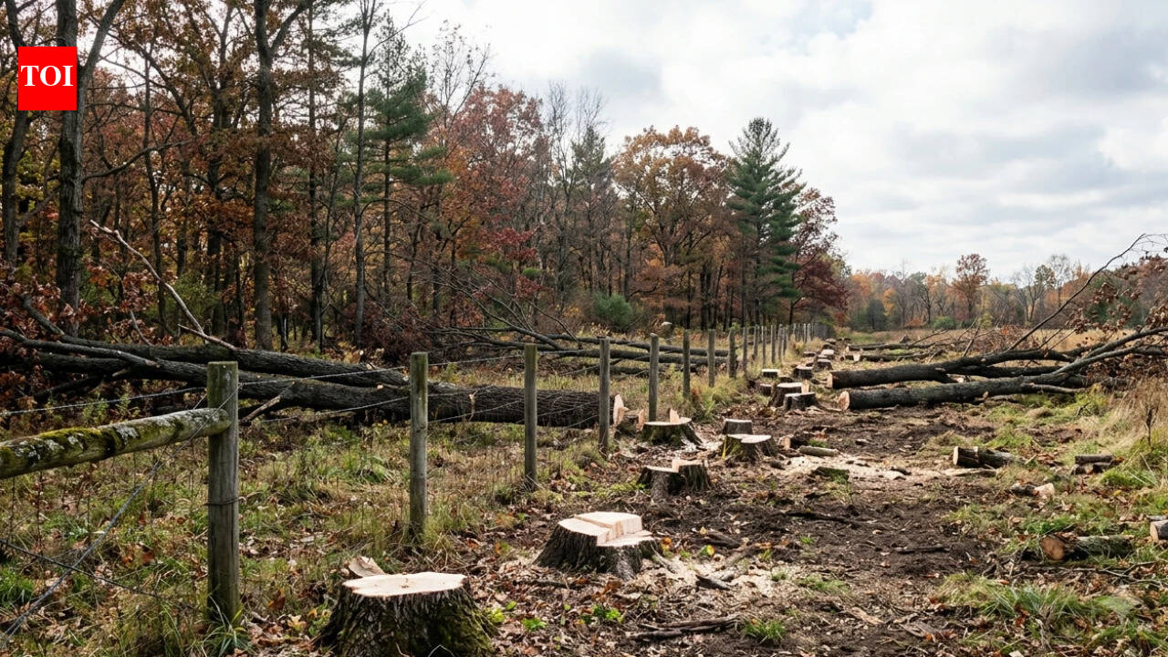 In 2015, a Kansas neighbour building a boundary fence cut 133 trees, some as far as 70 feet inside the adjoining land; 11 years later, an appeals court has upheld the landowner’s ,500 damages award