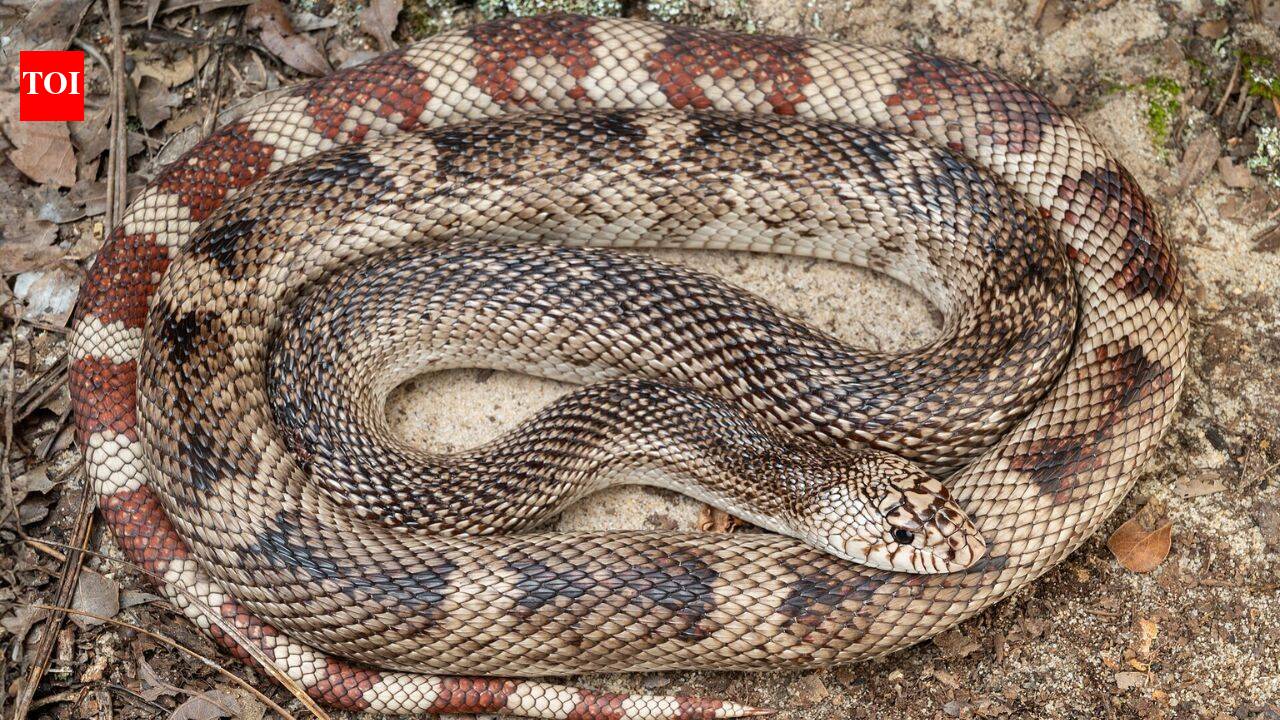 Scientists develop a DNA test for one of America’s elusive snakes; eastern pine snake can now be detected without finding the animal |