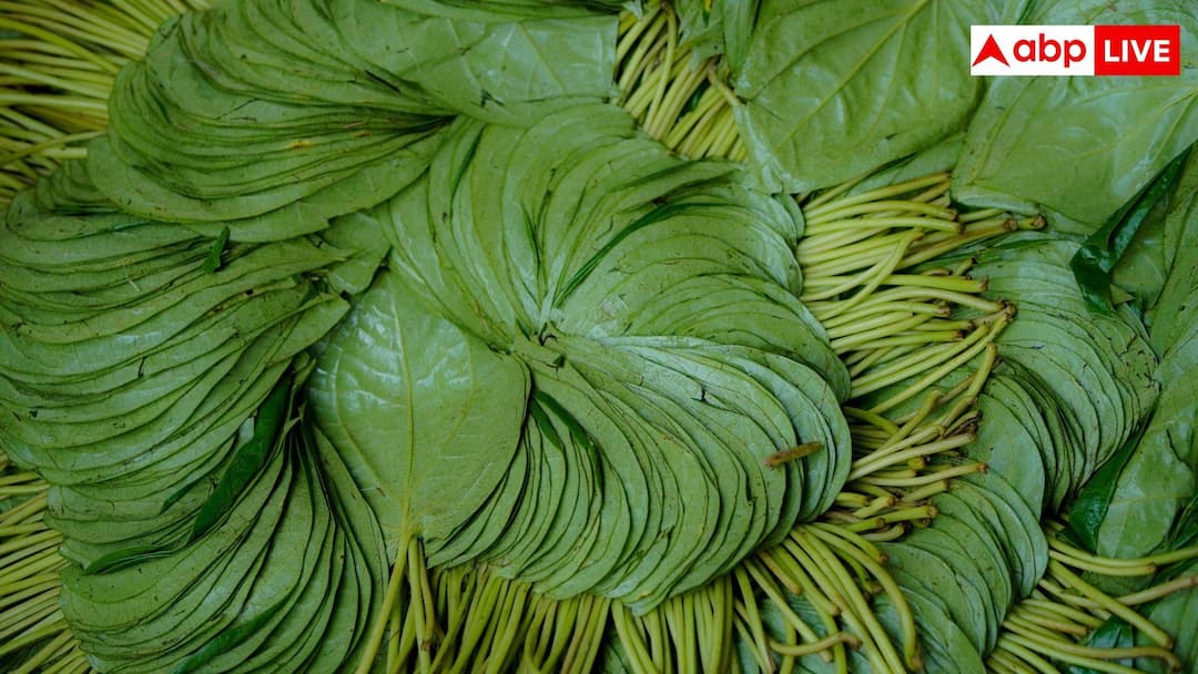 बड़े काम के हैं पान के डंठल, घरेलू नुस्खों में ऐसे करें इस्तेमाल